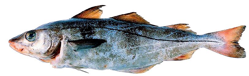 Melanogrammus aeglefinus_045101